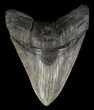 Giant, Fossil Megalodon Tooth #60498-1